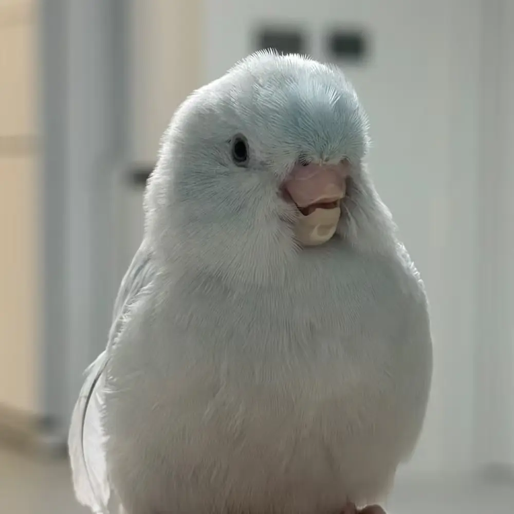 CANDY 짹짹로그 유튜브📹