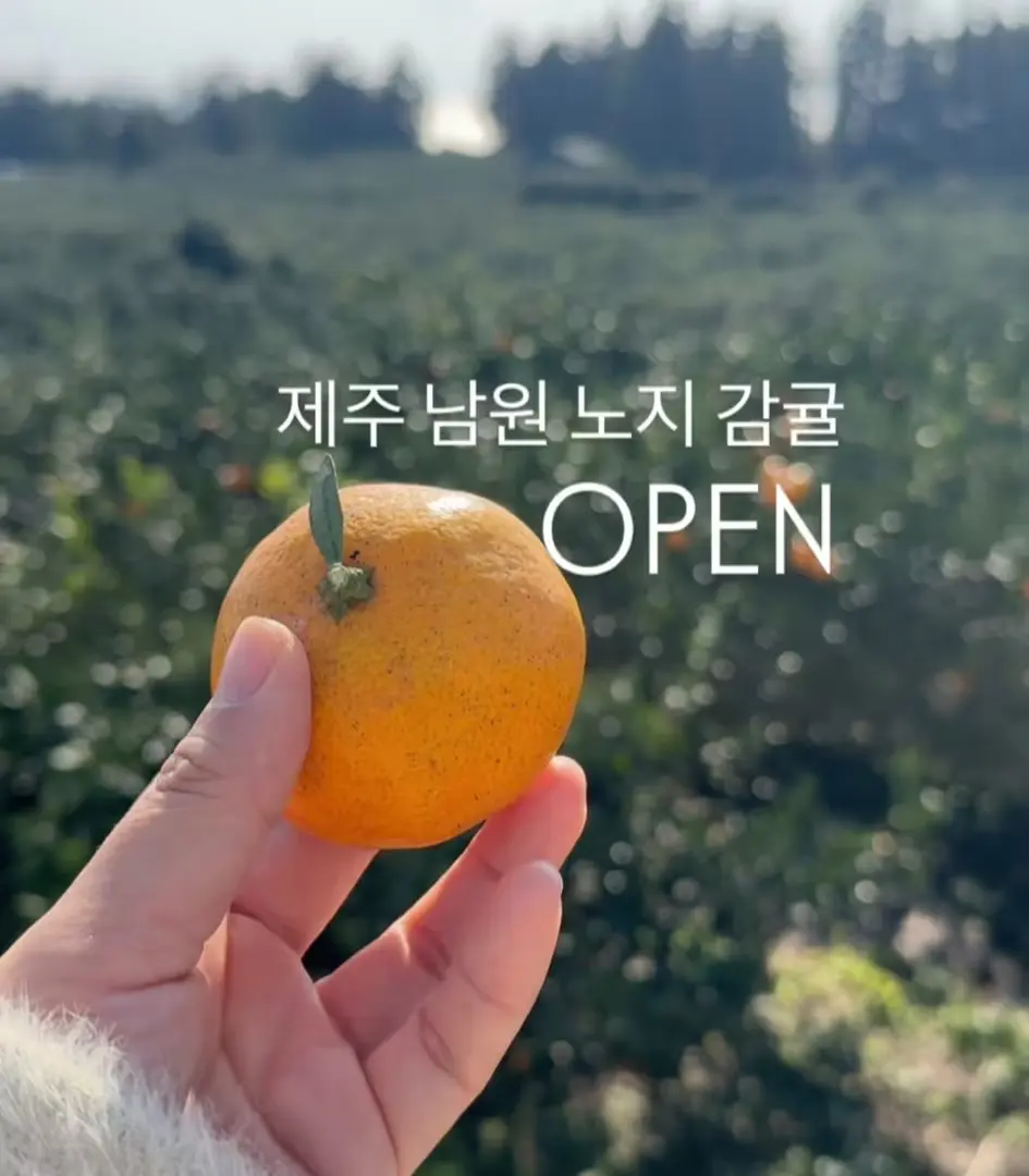지금 이때 가장 맛있는 제주 남원 효돈 감귤