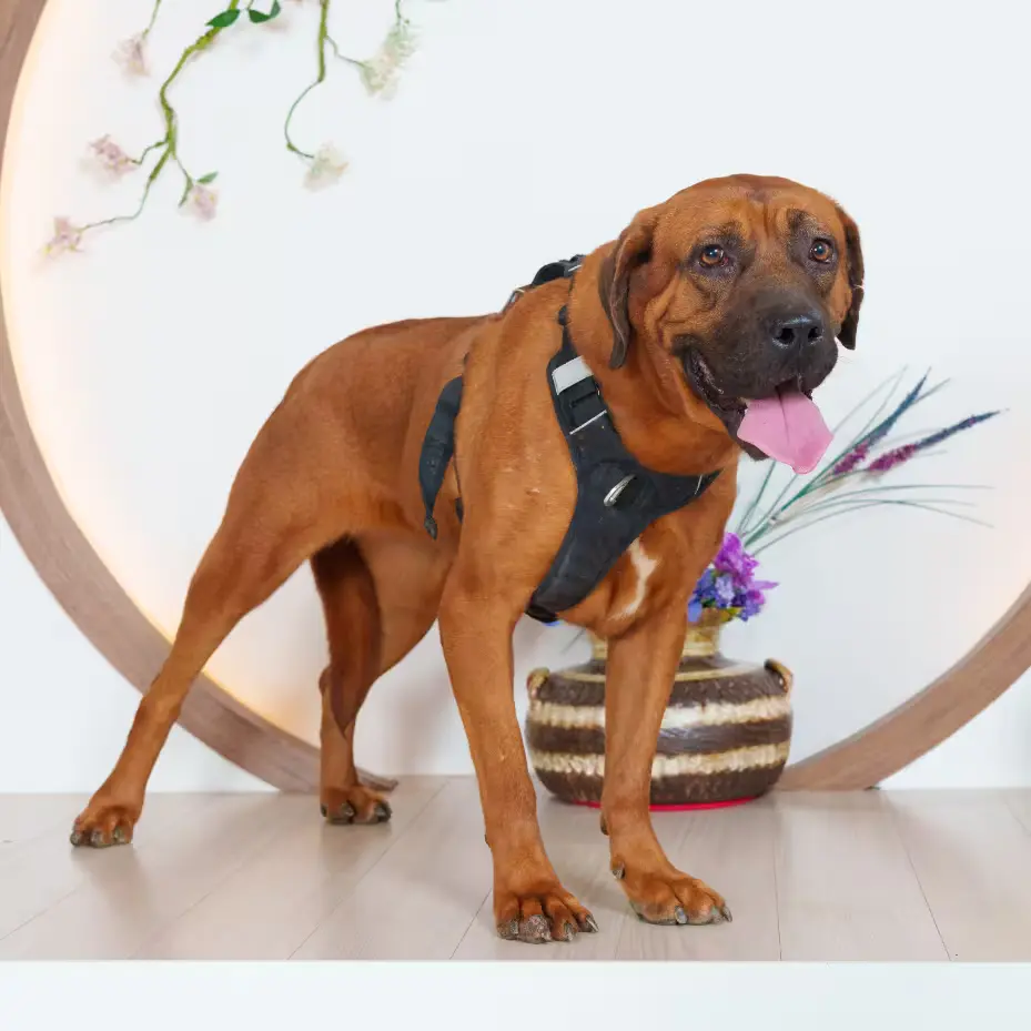 임시보호_입양 신청서 / Application for foster or adopt