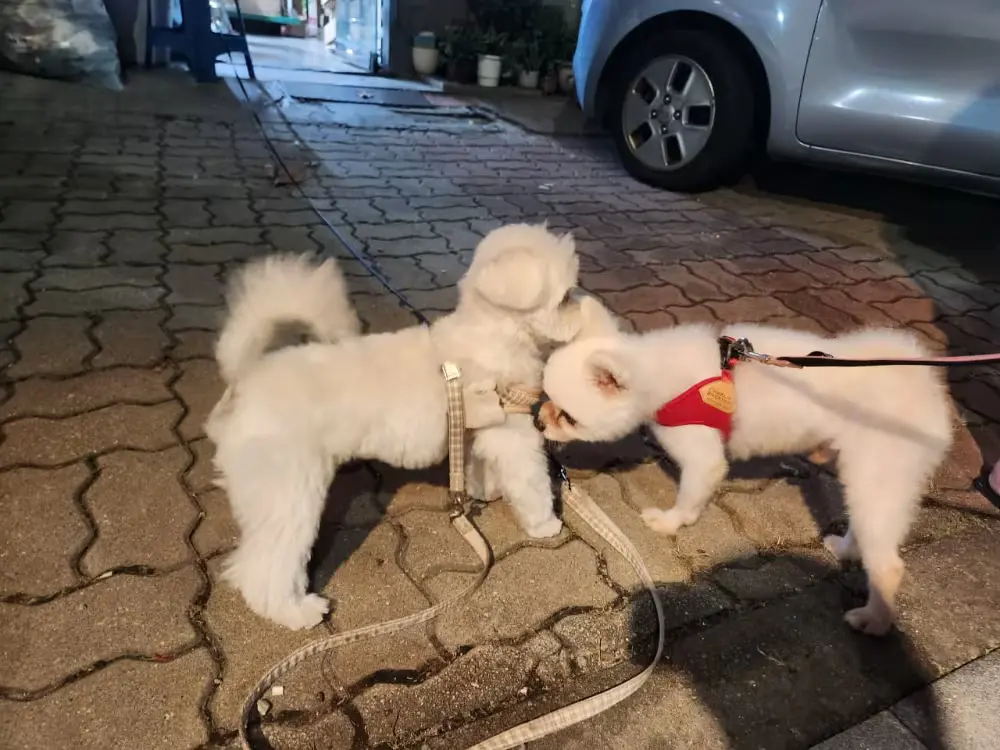 산책봉사 - 서로를 탐색하는 귀염둥이들♥️