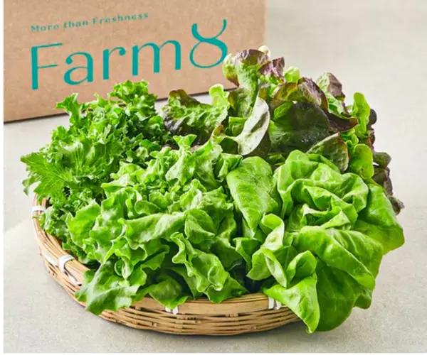 무농약 유러피안 샐러드 꾸러미