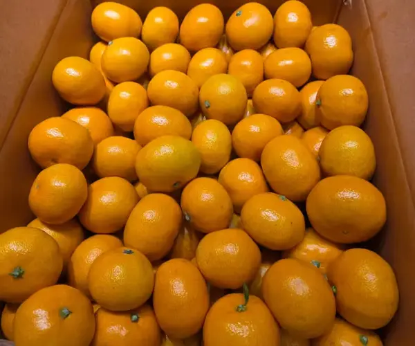 제주 하림이네 농장