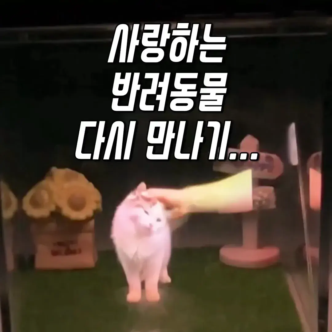 469번-반려동물 홀로그램(쿠팡)