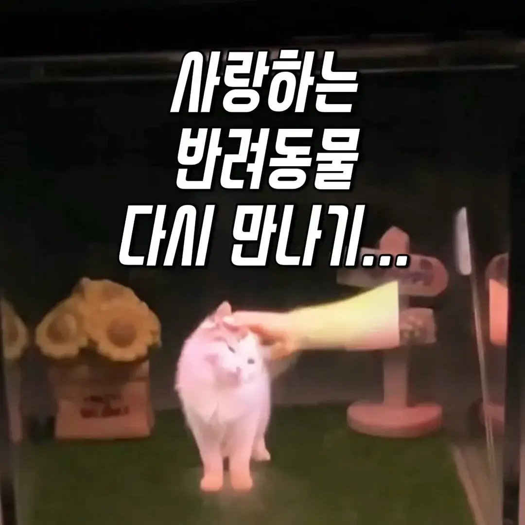 469번-반려동물 홀로그램(알리)