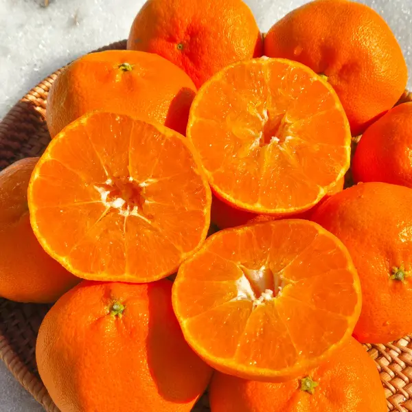 고당도 정품 서귀포 레드향