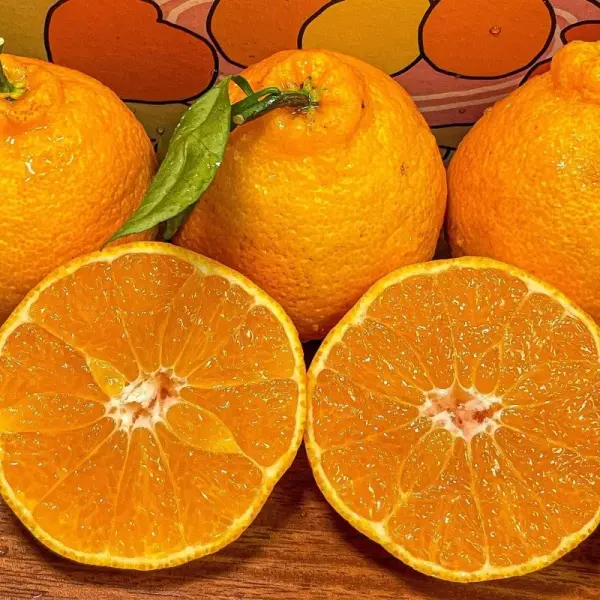 새콤달콤 제주 제철 한라봉