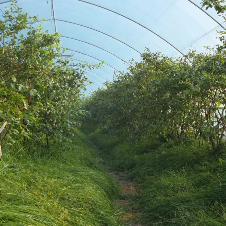 3월 하우스 블루베리 알림신청 링크🫡