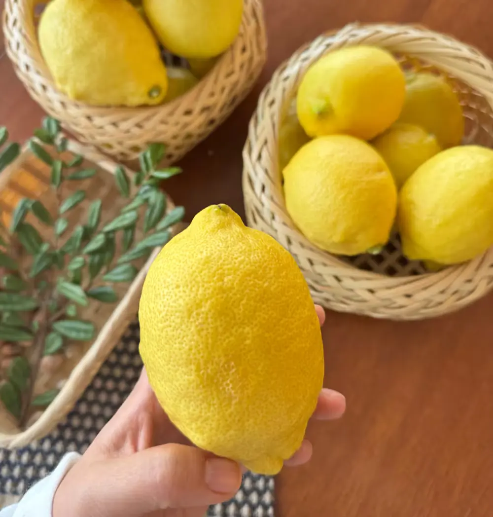 지금 이때 가장 먼저 만나는 껍질채 먹는 제주 레몬
