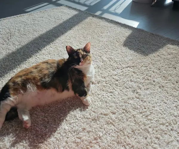 먼지없는 장모러그 포근~