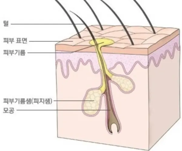 [주연약사x모공관리 루틴✨]