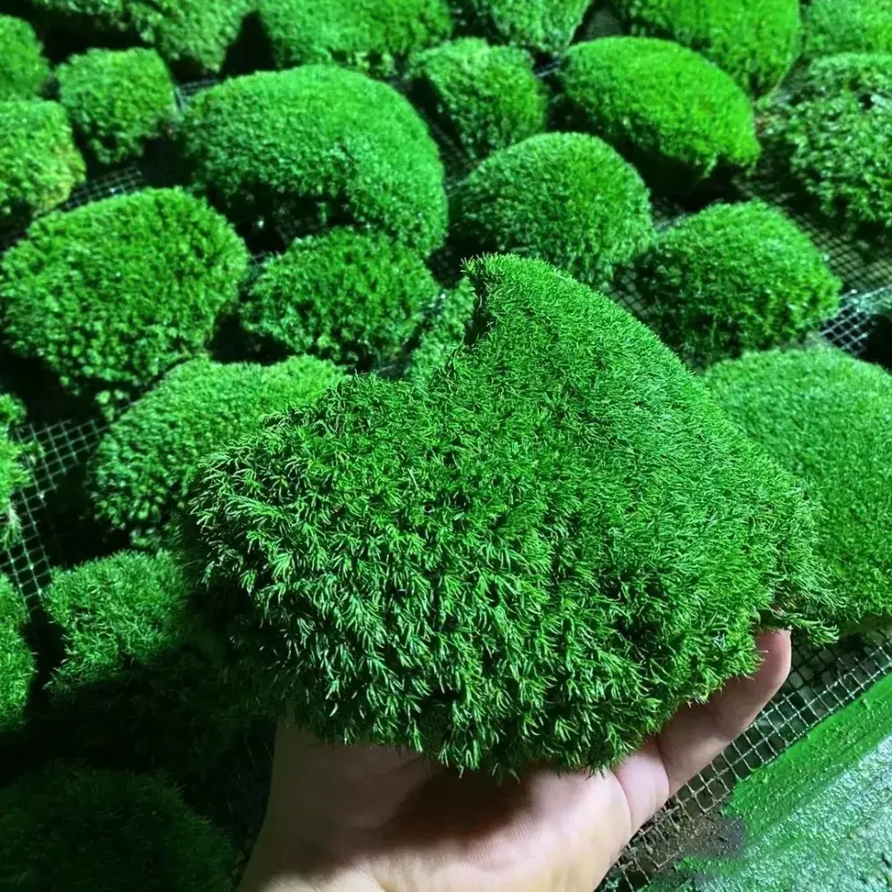 🌳 다양한 이끼 구경하러가기 🌳