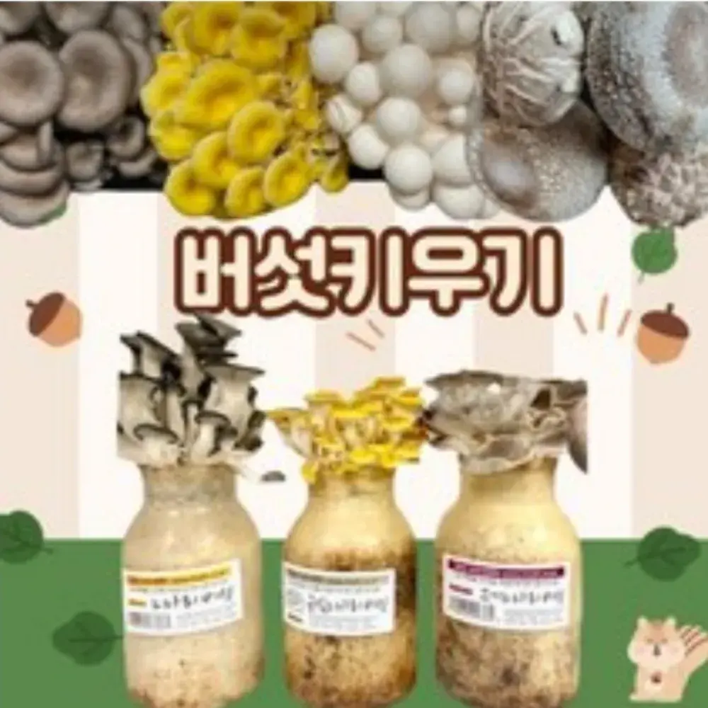 느타리 버섯 키우기 3종 세트