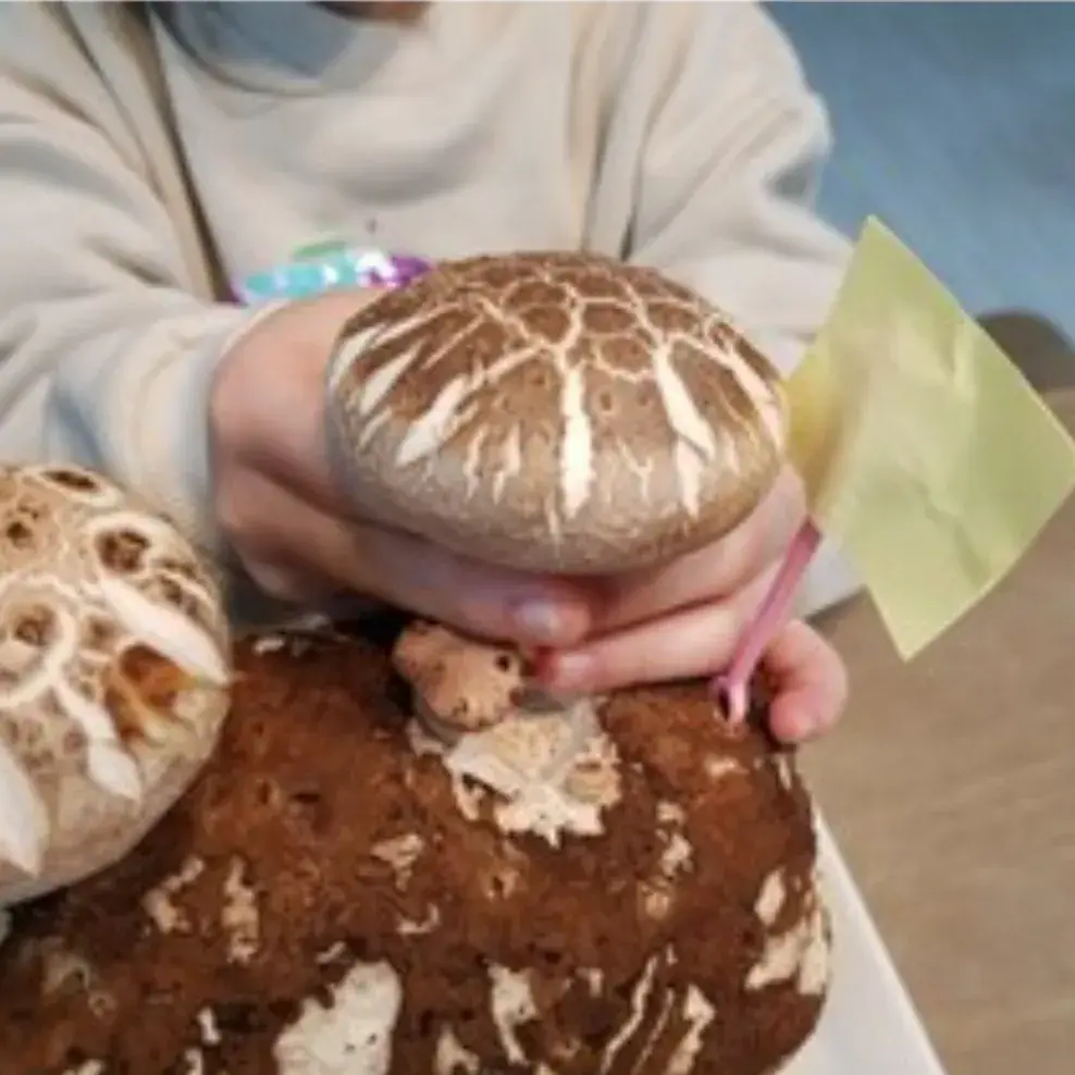 표고버섯 키우기 배지