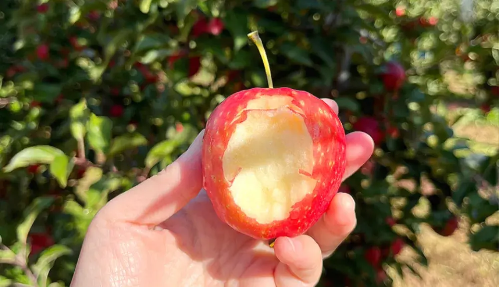 미니사과천홍🍎한정-9900원[무배]