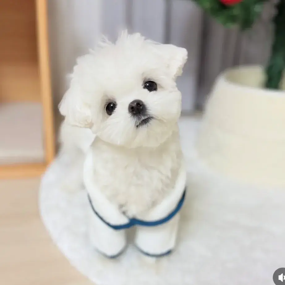 유튜브❤️겁없는 설탕 한스푼⭐️