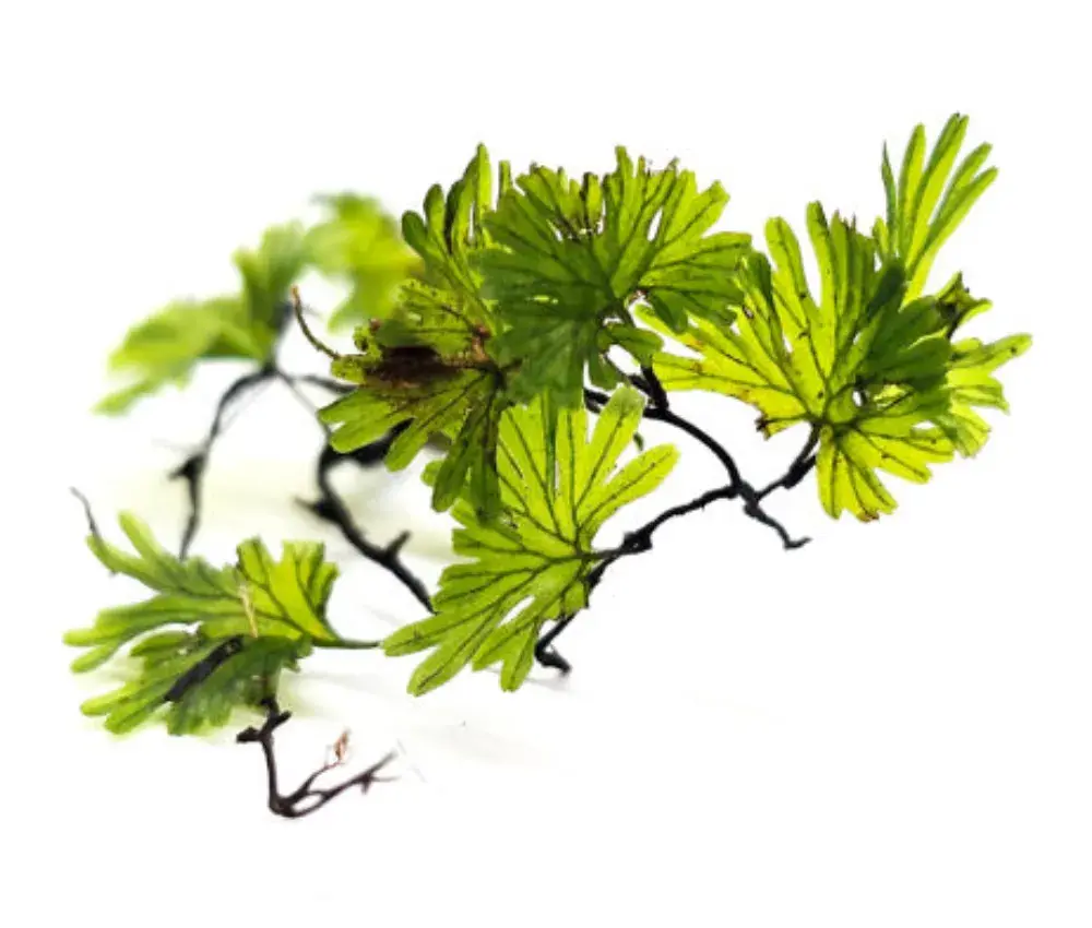 🌿 작고 앙증맞은 부채괴불이끼 구매하러가기 🌿