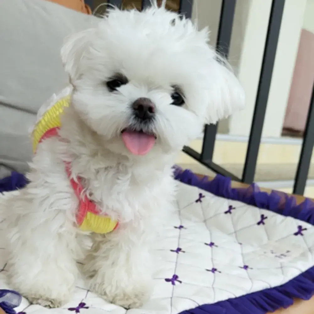 한번 만들어본 설탕이 틱톡❤️