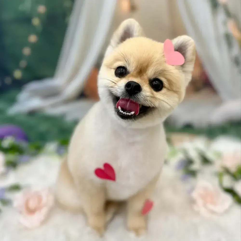 김양갱은 못말려 틱톡