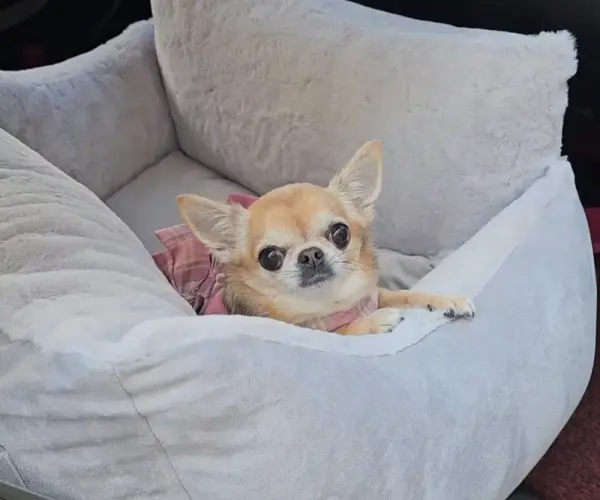 셀러브리티 은나노 강아지카시트