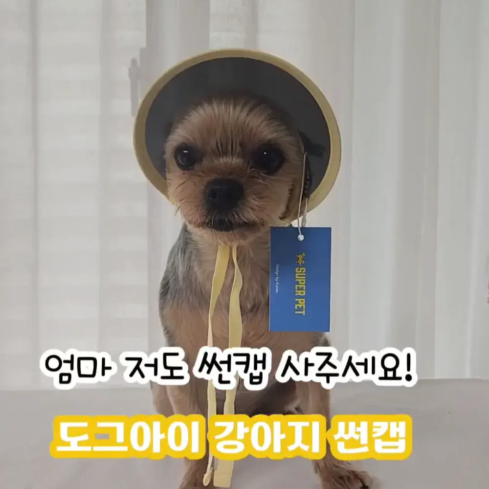 요미가 쓴 도그아이 강아지 썬캡
