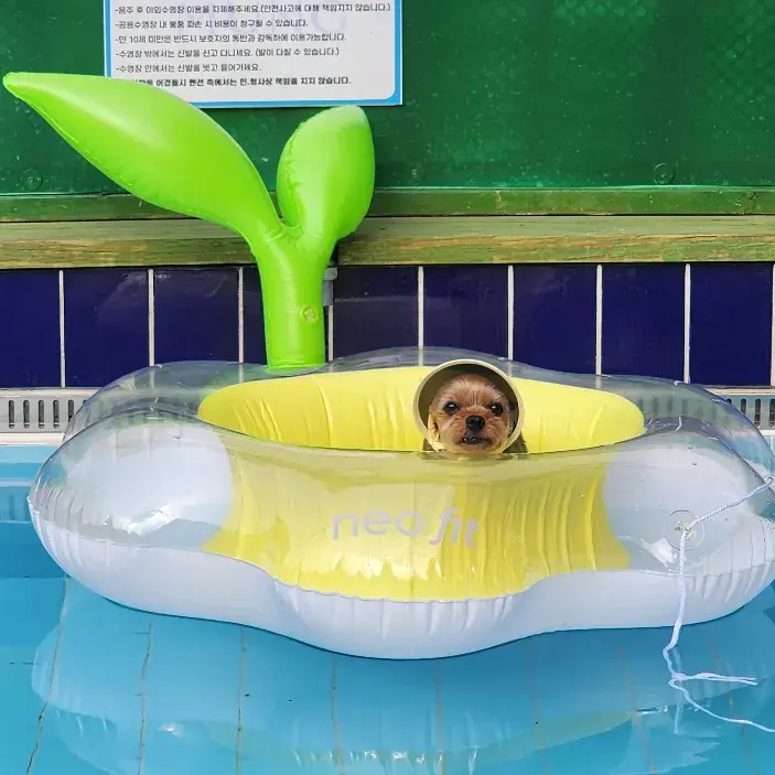 견생샷 가능한 네오핏 강아지 데이지 튜브