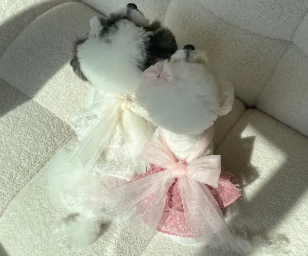 2𝒘𝒂𝒚 𝒉𝒂𝒍𝒕𝒆𝒓 𝒓𝒊𝒃𝒃𝒐𝒏