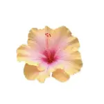 images/2025/6/11/2025-6-11-1749651201505.webp