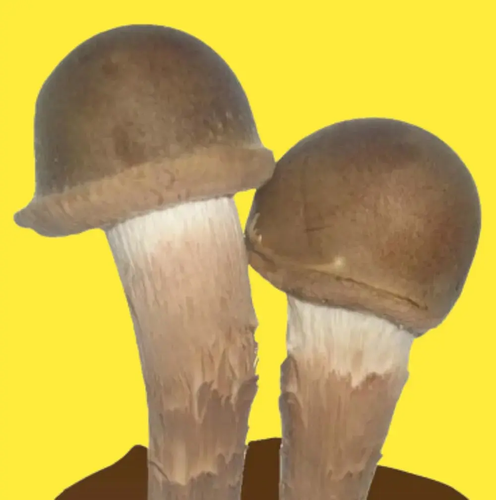 포천의 숲속우산이 기른 참송이버섯