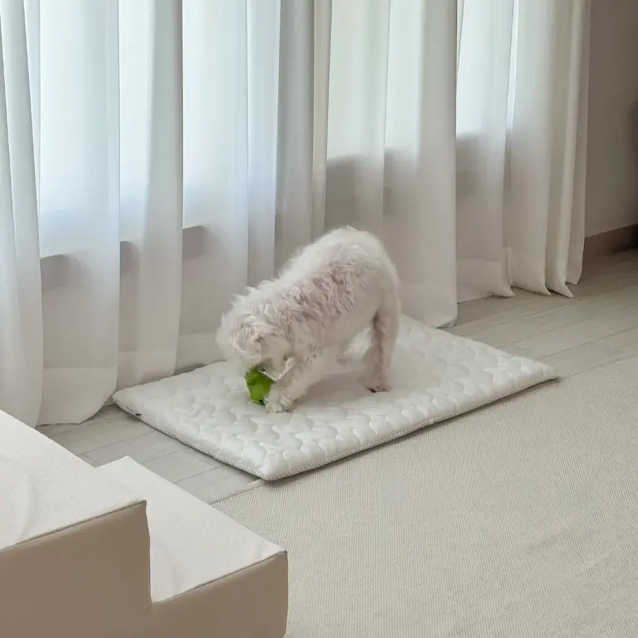 강아지 여름 쿨방석