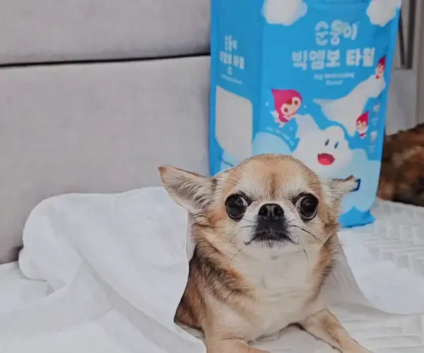 순둥이 빅엠보1회용타월