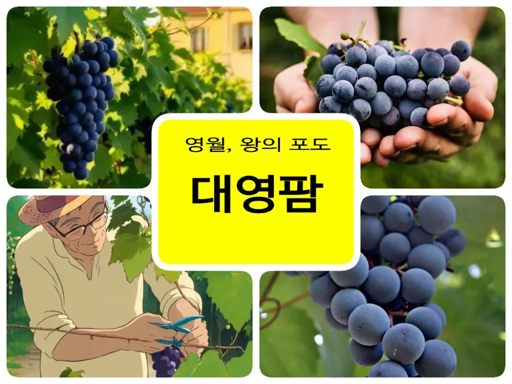 대영팜 켐벨 포도 농장