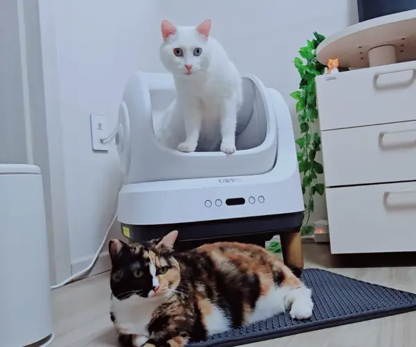 디클펫 모리 자동화장실