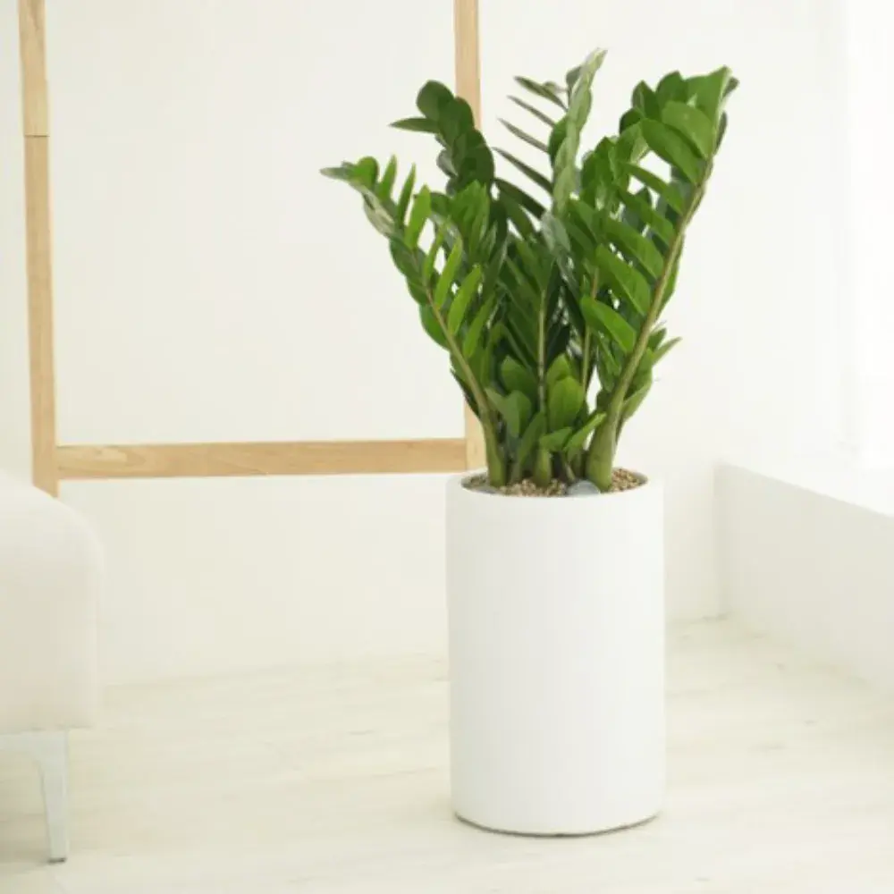 금전수 재물운 개업 집들이 선물