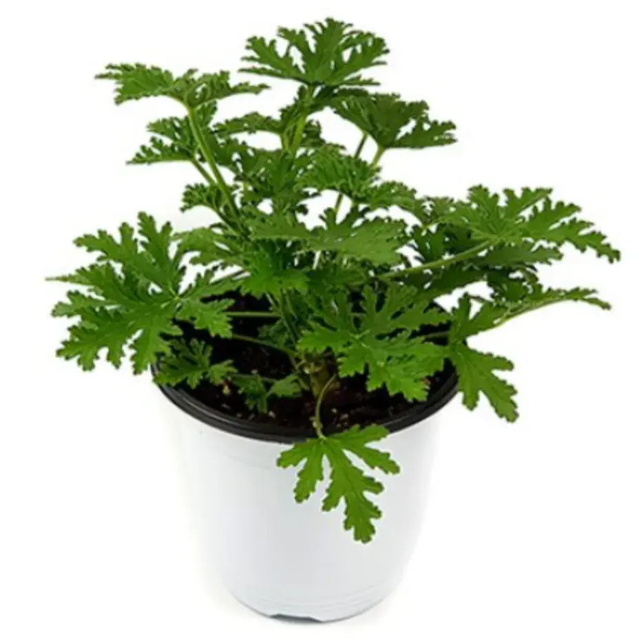 천연 모기기피제 구문초