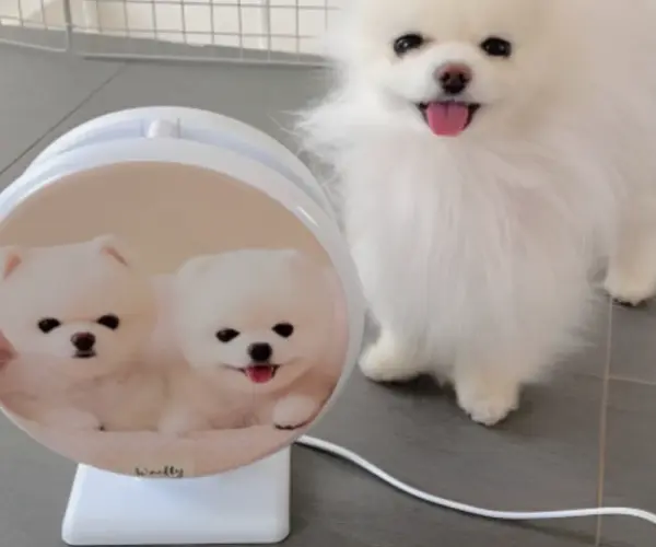 스카이원 가정용 포충기 스카이제로 미니 벌레 해충퇴치기 반려동물 심장사상충 방지 로고 인쇄