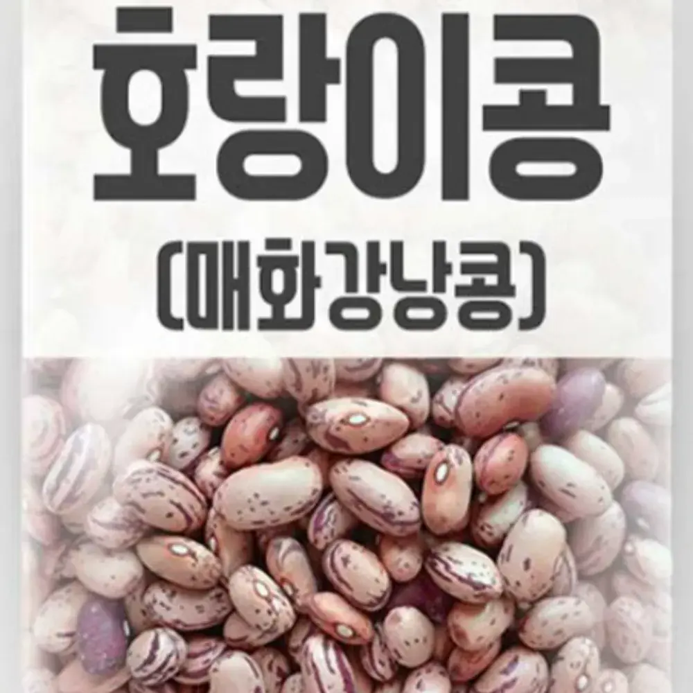 3.호랑이콩/매화 강낭콩
