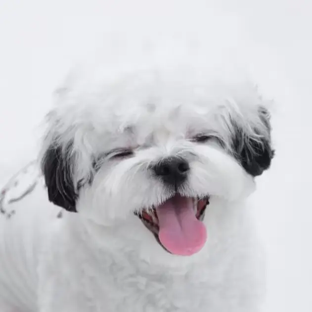 포차코 NAVER CLIP (미공개 사진들)