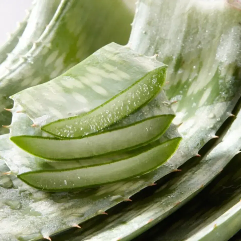 210 [유기농] 생알로에 사포나리아2kg 한림알로에 먹는알로에 식용알로에 알로에농장 알로에생잎