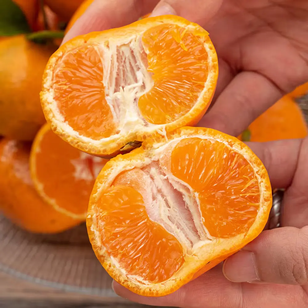 주문폭주🧡 농협인증 제주 불로초귤🍊