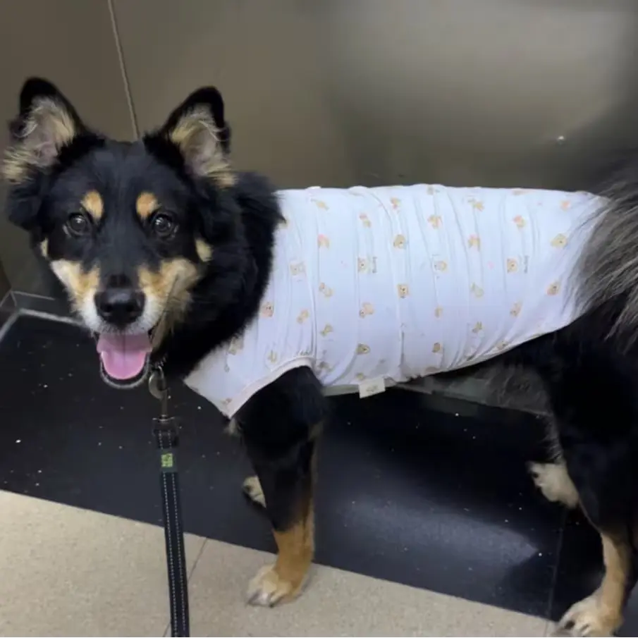 해충방지 쿨나시 내복