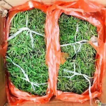 🟡56번 청년농부 고급 천연잔디