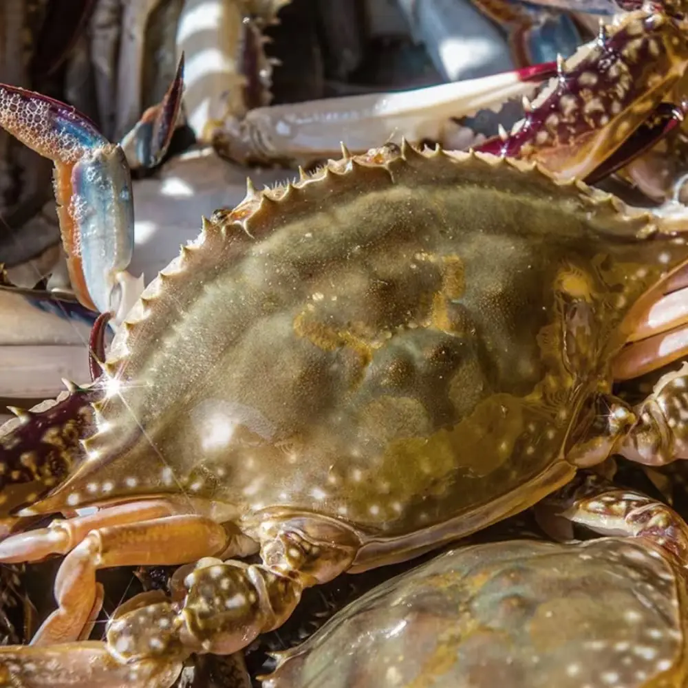 버터구이 해먹은 활꽃게
