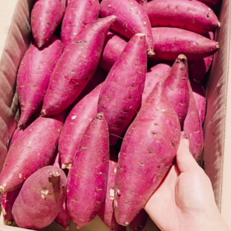 샐러드용 추천 🍠퍽구마