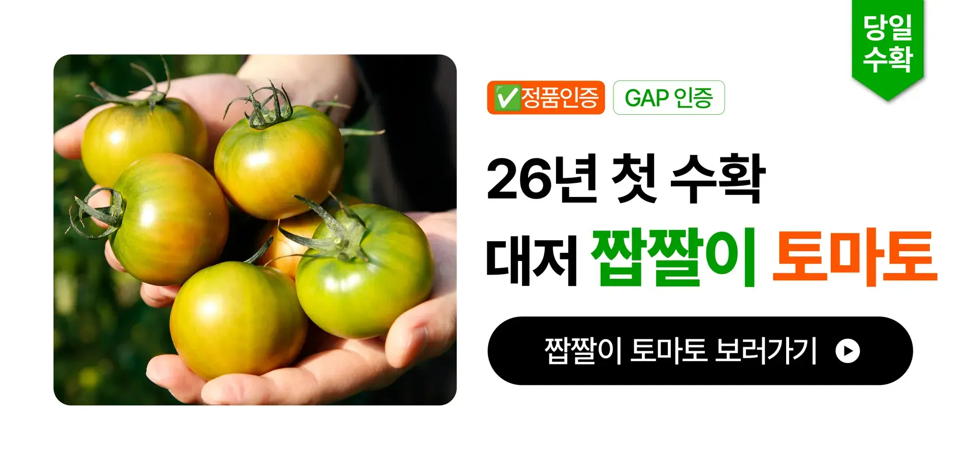 정품 인증✅ 대저 짭짤이 토마토🍅