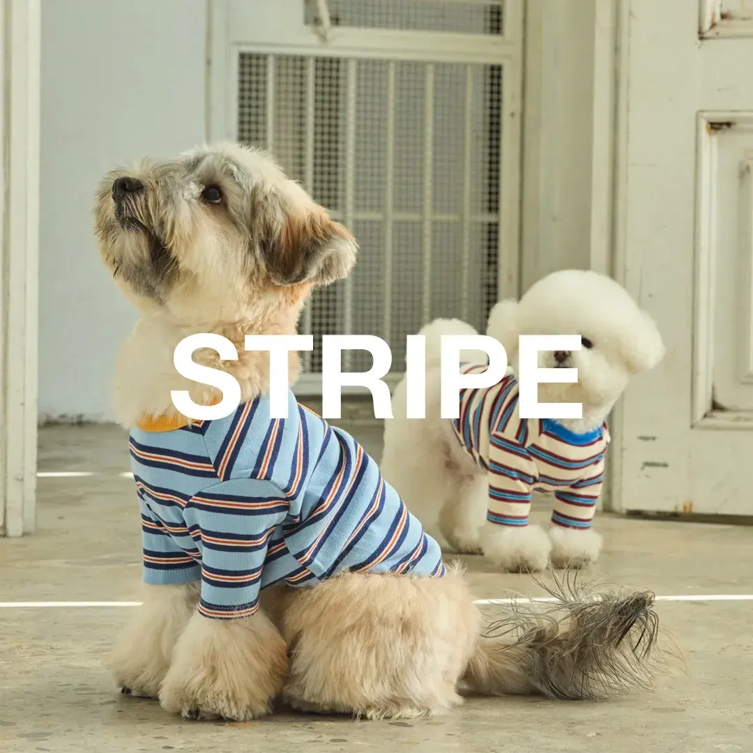 스트라이프 시리즈