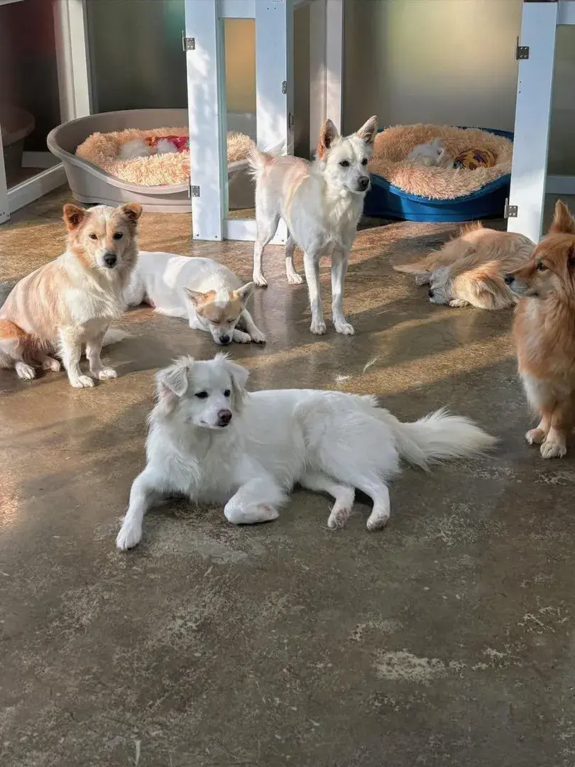 매번 봉사갈 때마다 행복한 시간🐶🐕