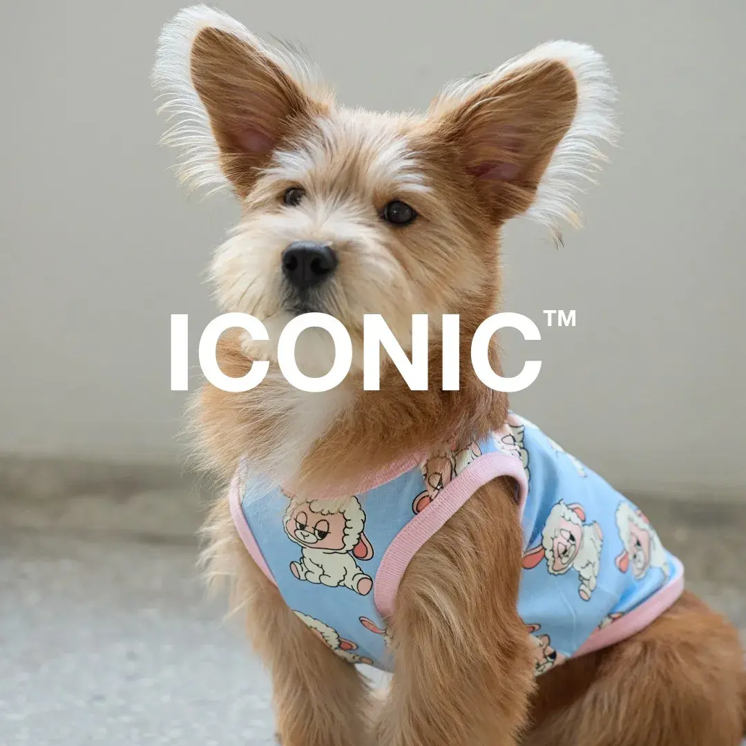 뉴 아이코닉™ 셋업