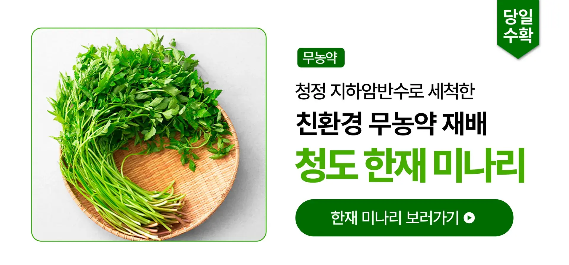 무농약 재배 청도 한재 봄미나리🌿