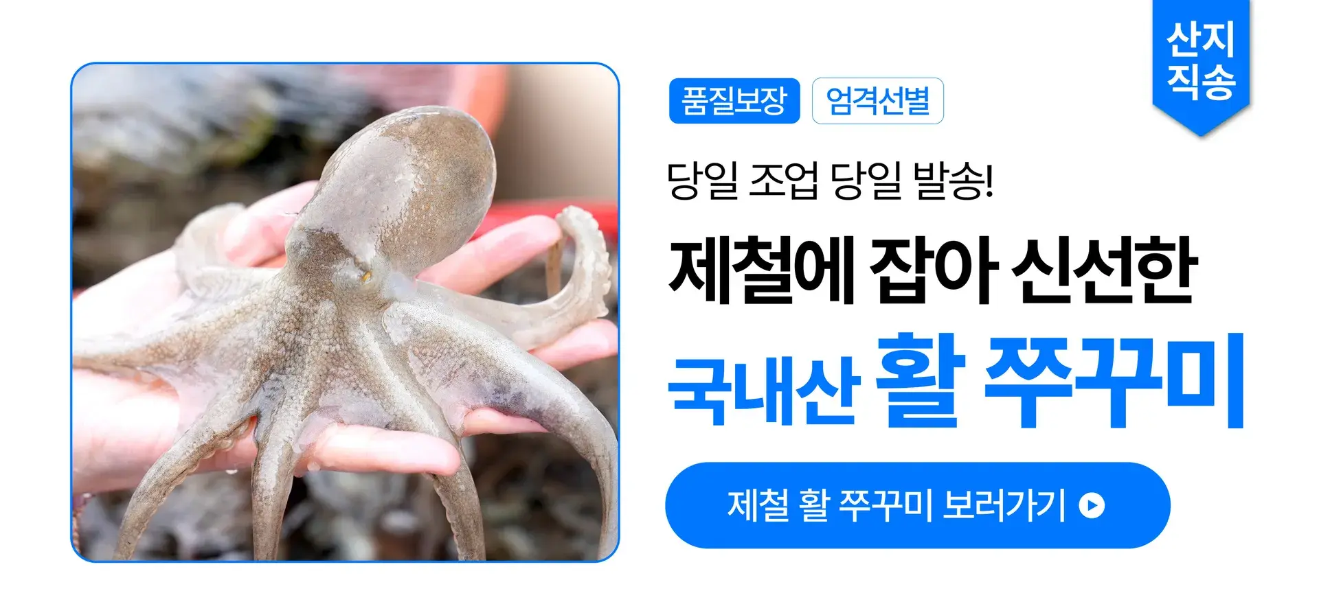 🩵당일 조업🩵 국내산 활 쭈꾸미🐙