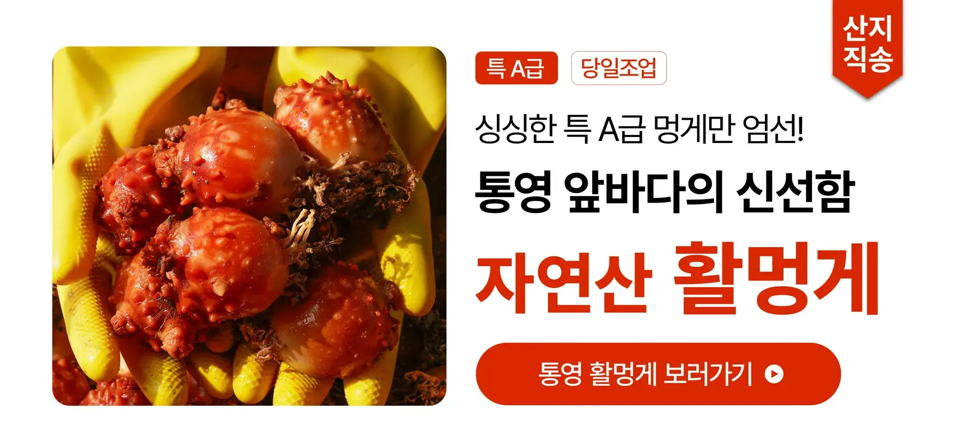 🧡A급 자연산 활멍게🧡